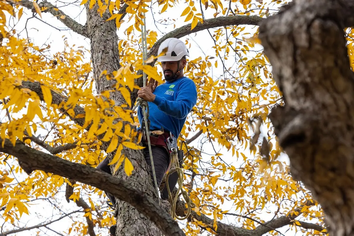 Skilled Tree Trimming crew working in Avoca